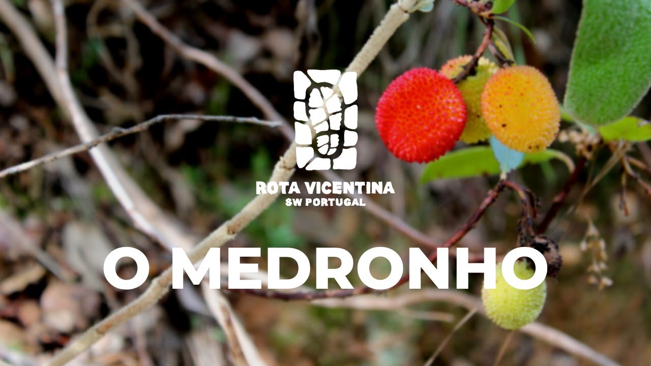 O Medronho - Rota Vicentina
