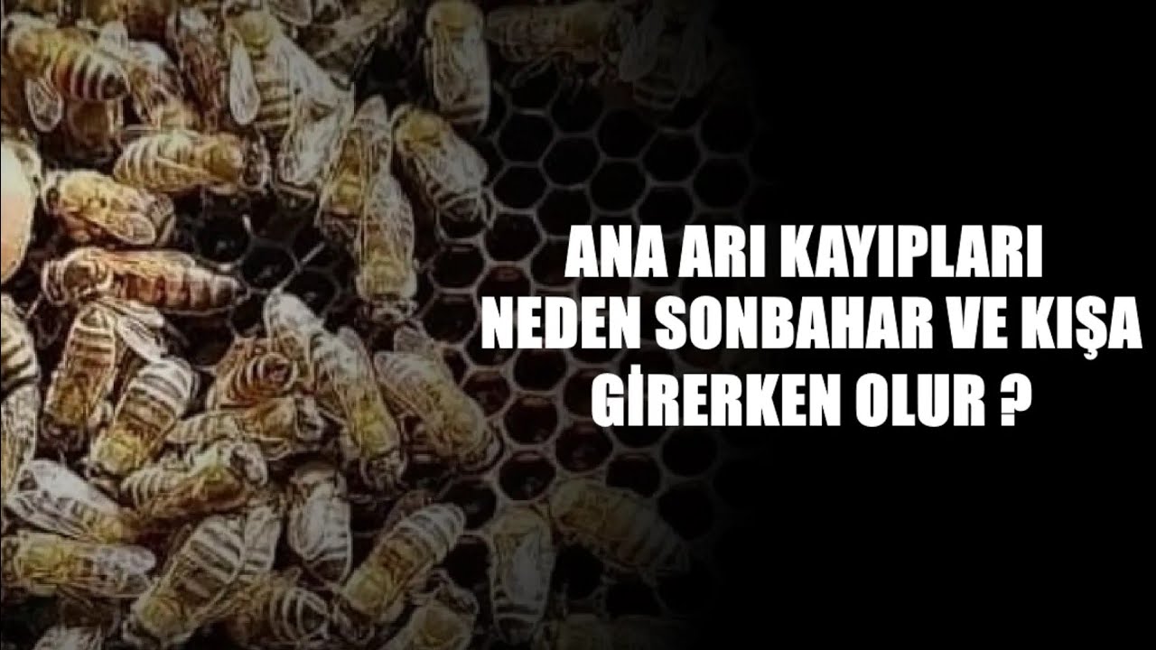 ANA ARI KAYIPLARI NEDEN SONBAHAR VE KIŞA GİRERKEN OLUR ?