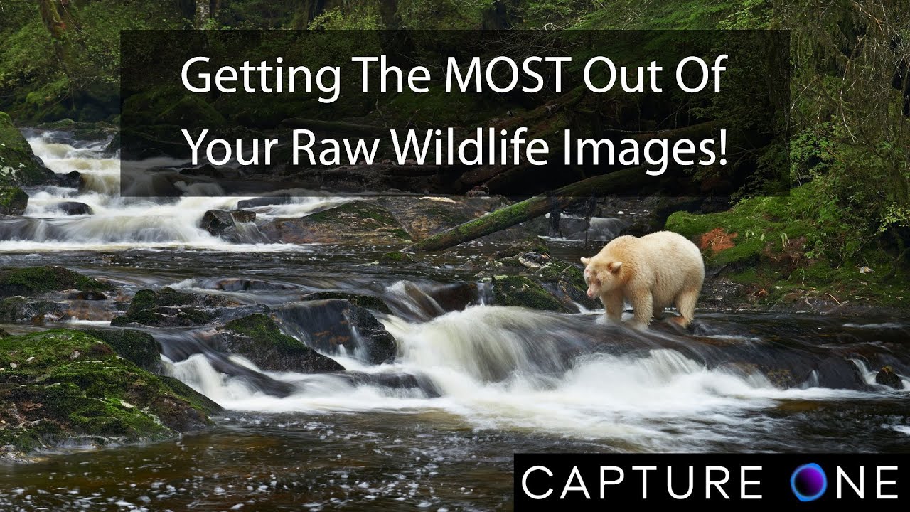 TCSTV Live: Getting the MOST Out of Your Raw Wildlife Images!