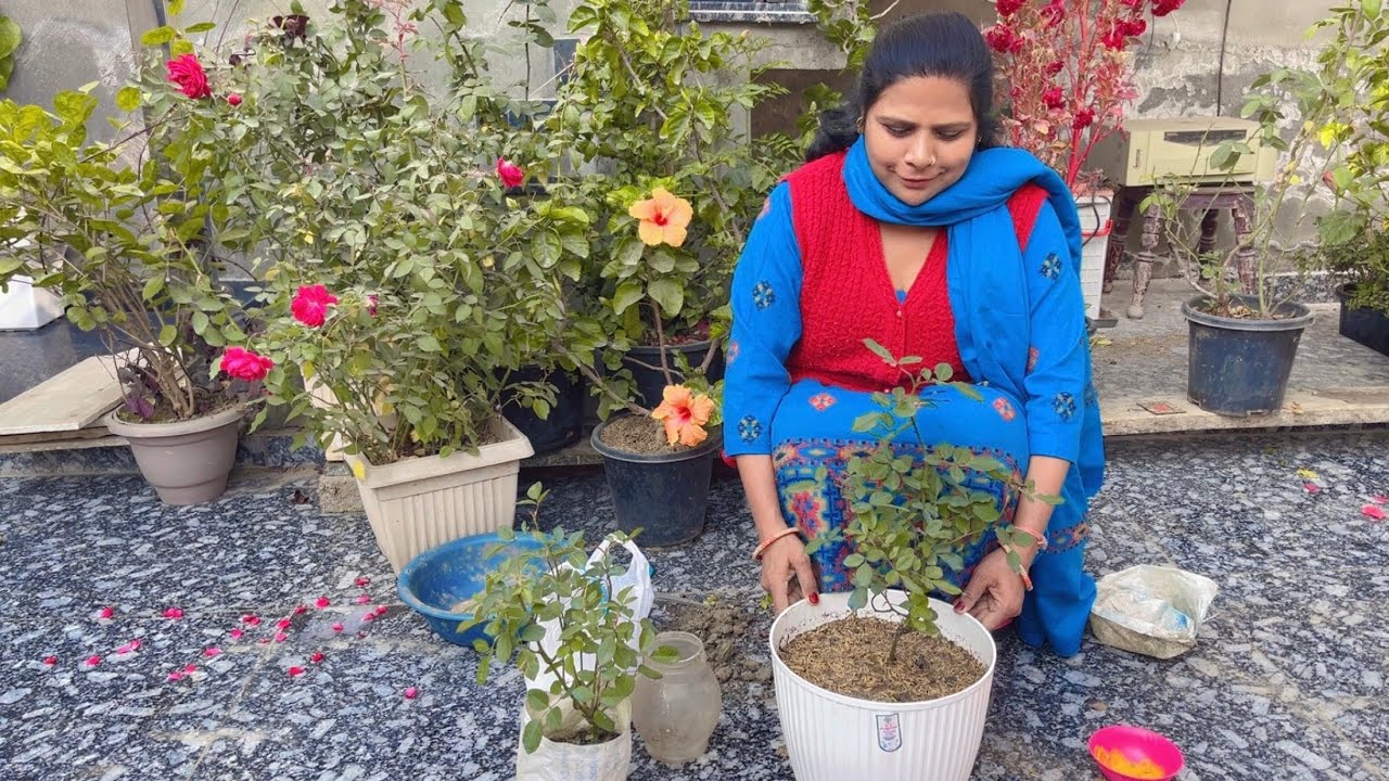 Repotting new rose plant🌹♥️🙏🏻#rose #garden #viral #trending #youtubevideo #plants #youtube  #like 