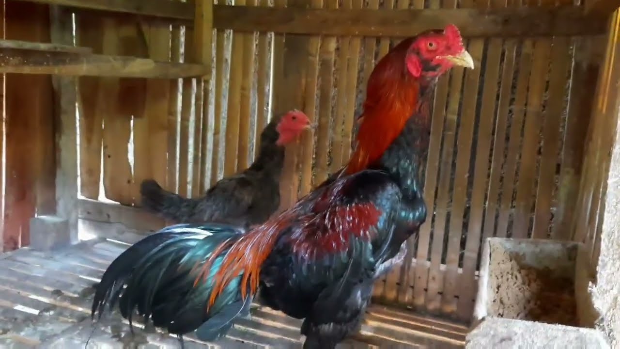 PETERNAKAN AYAM MANGON,BANGKOK MBAH PARLAN