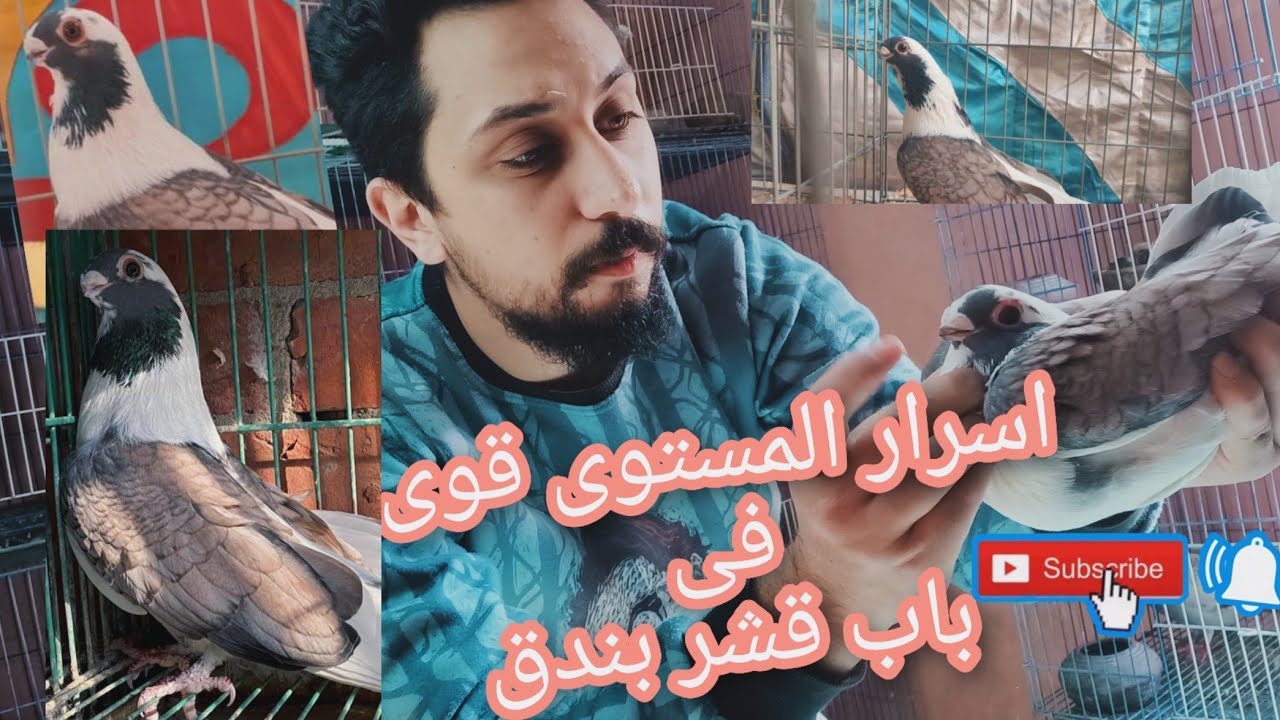 اسرار المستوى قوى فى باب القشر بندق #لوفت_عمرو_اشرف_الحمام_الغزار