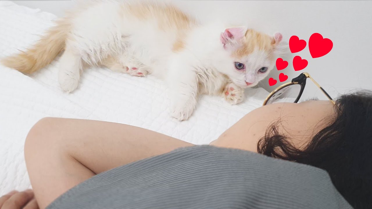 My Mom Fell In Love with Baby Cat, Not me #Kitten #Attraction