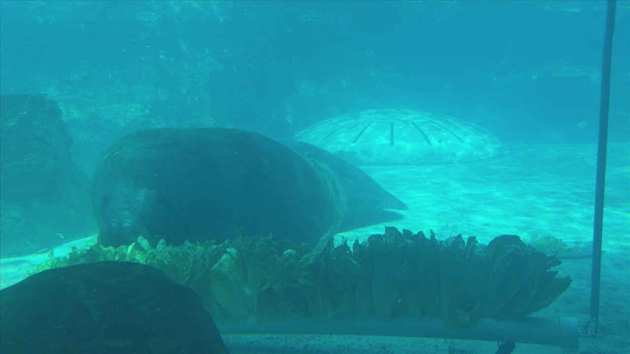 Meet Gulfarium's Romeo: the world's oldest manatee on record
