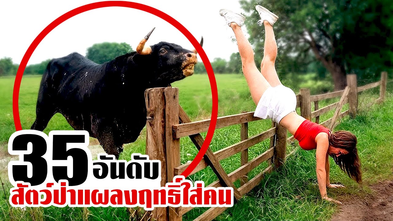 35 สัตว์ป่าแผลงฤทธิ์..จนคนต้องหนีสุดชีวิต!!