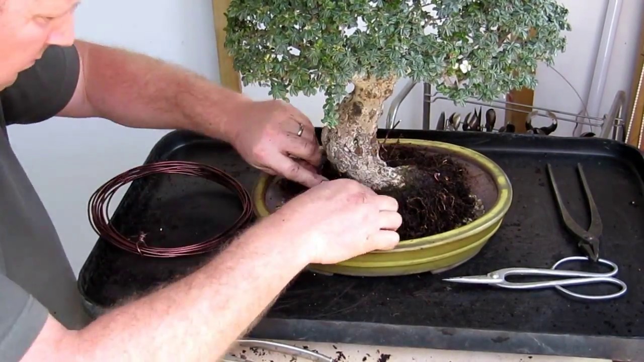 How to anchor a bonsai tree into its container