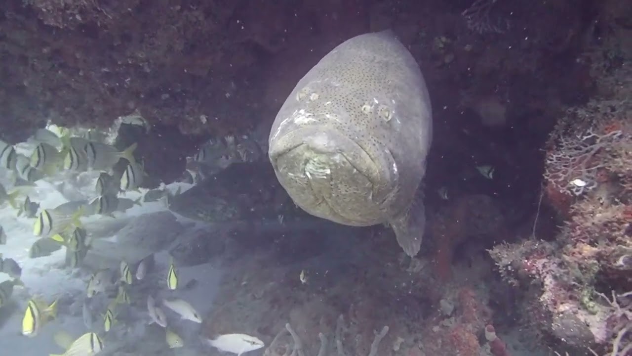 West Palm Diving - Feb 2025 Full Video