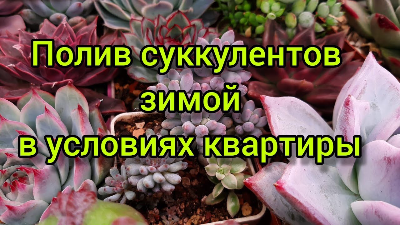 Полив суккулентов зимой в условиях квартиры.💧💧🌵💧💧