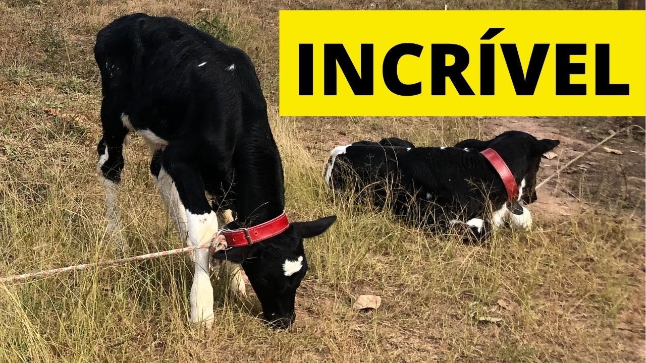 Como criar bezerro com leite em pó? - ✅[COMPRA DO LEITE EM PÓ]✅🍼🐄