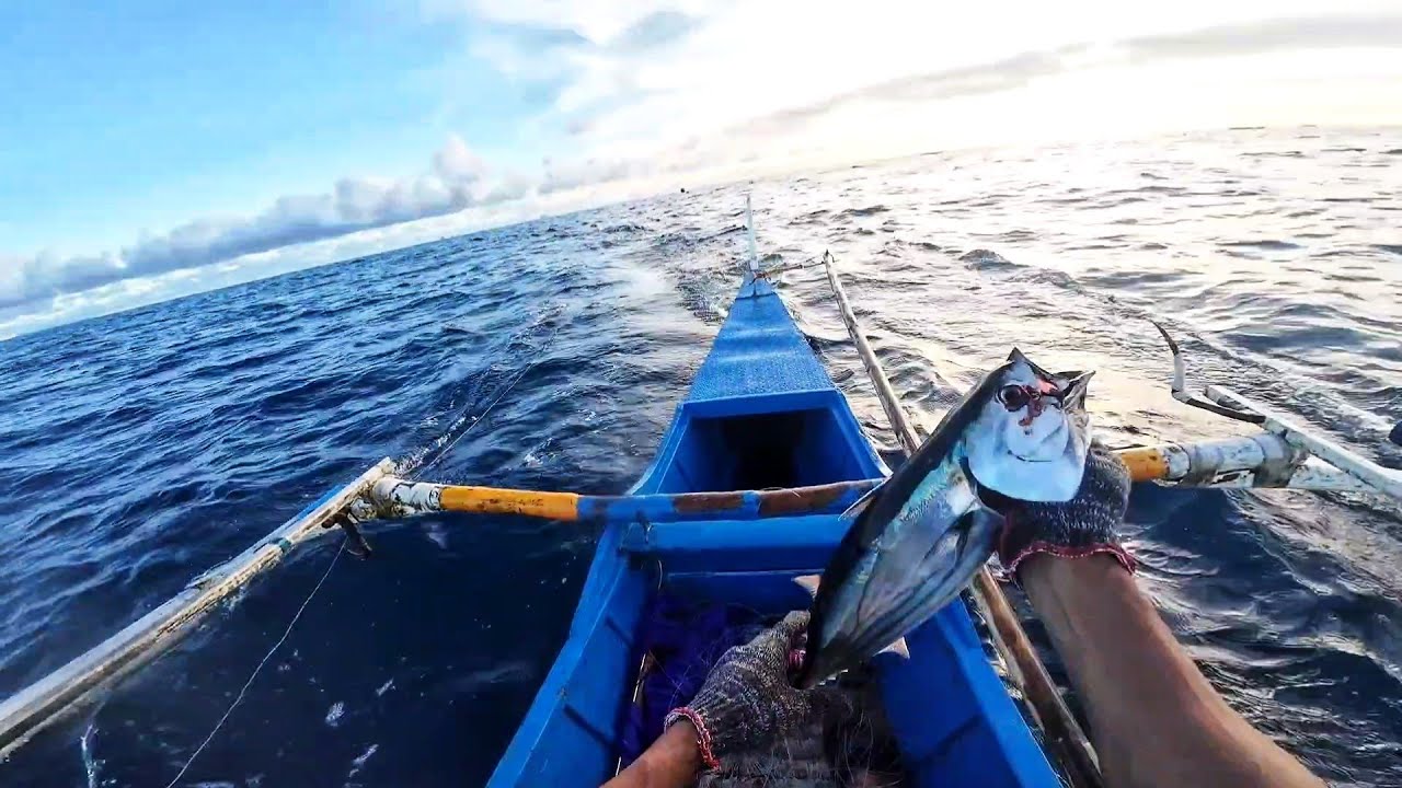 Traditional BAIT effective for Tuna Hunting 