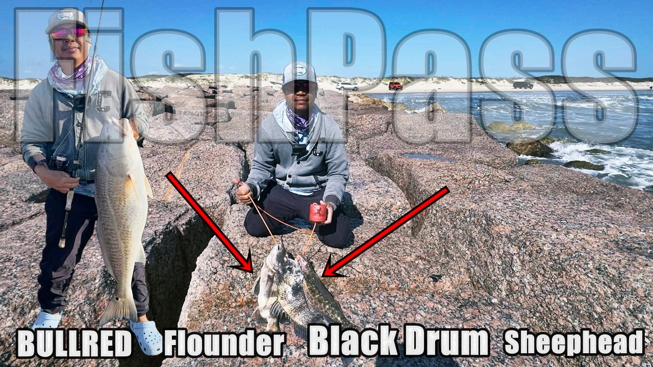 Fish Pass Jetty SLAM! Bull Red, Flounder, Drum & Sheepshead in One Trip ( Corpus Christi Tx )