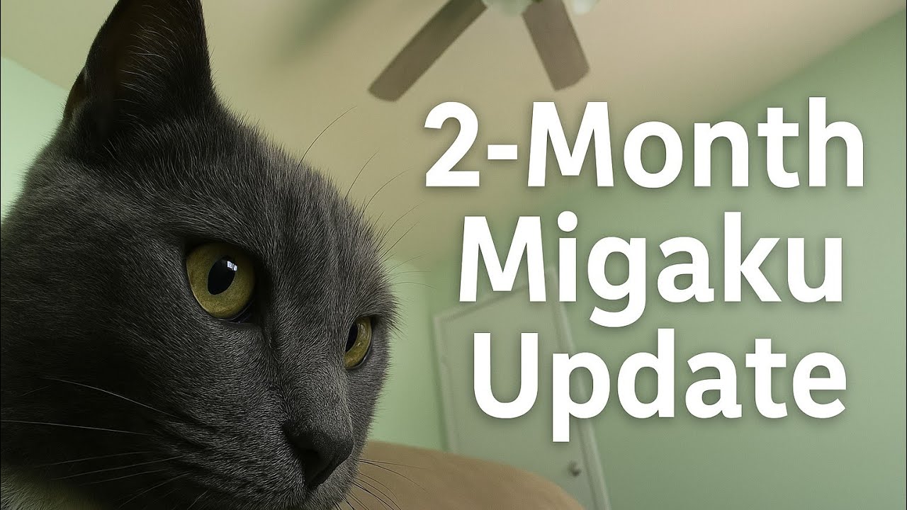 2 month Migaku update/review
