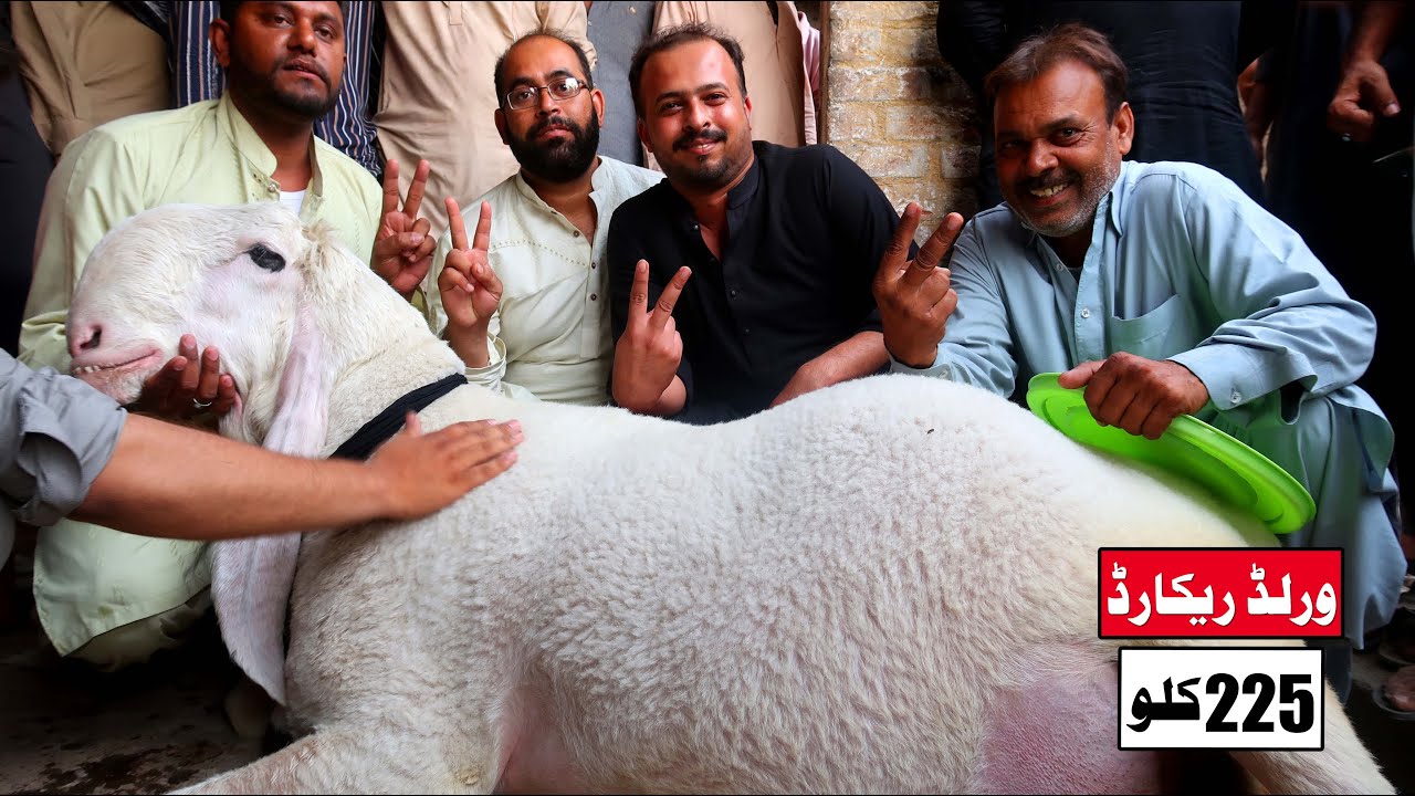 New World Record 225 Kg Kajla Wins's Kajla Show Lahore 2022