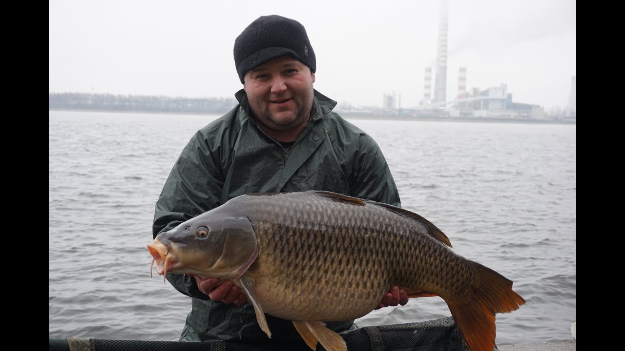 Zasiadka Karpiowa - Rybnik 2016 z NOsKILL- Karp 15.60
