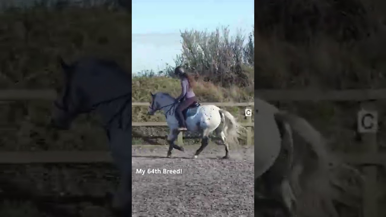 Riding the British Spotted Pony! 🐎 #horseriding #pony