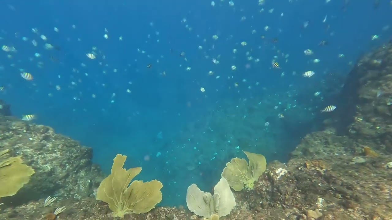 Dominica, Champagne Reef, Giant School of Fish, Viking Excursion