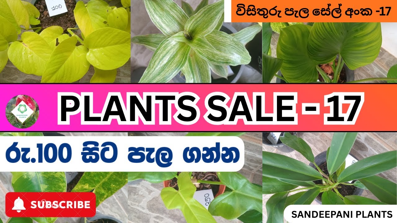 රුපියල් 100 සිට පැල ගන්න එන්න - විසිතුරු පැල විකිණීමට | Plants Sale 17 - Sandeepani Plants New Video