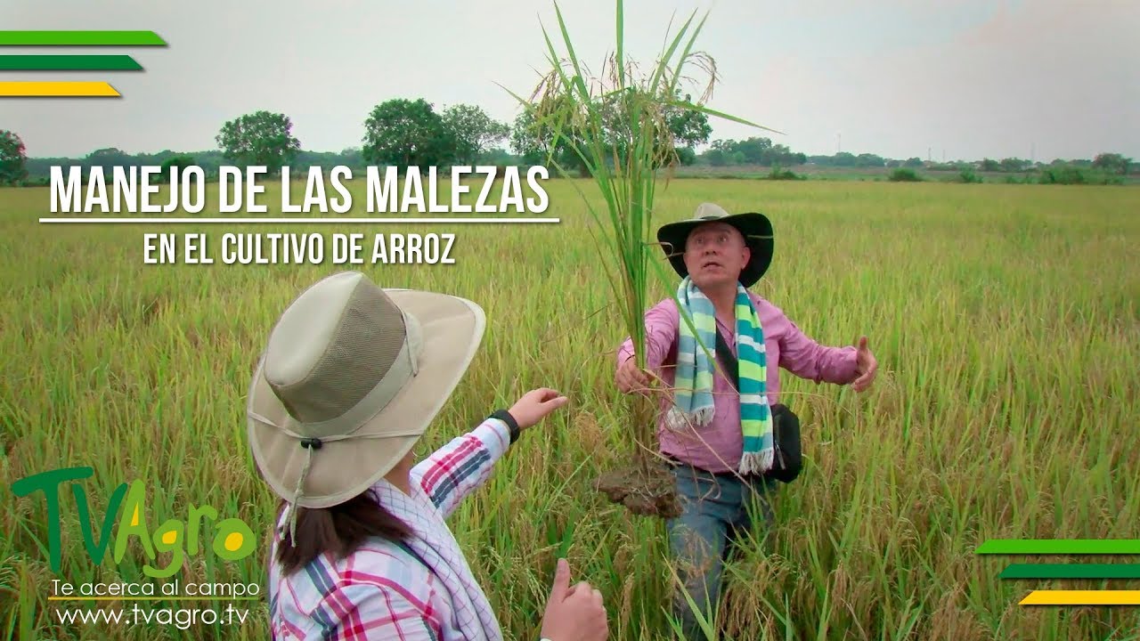 Manejo de las Malezas en el cultivo de Arroz - TvAgro por Juan Gonzalo Angel