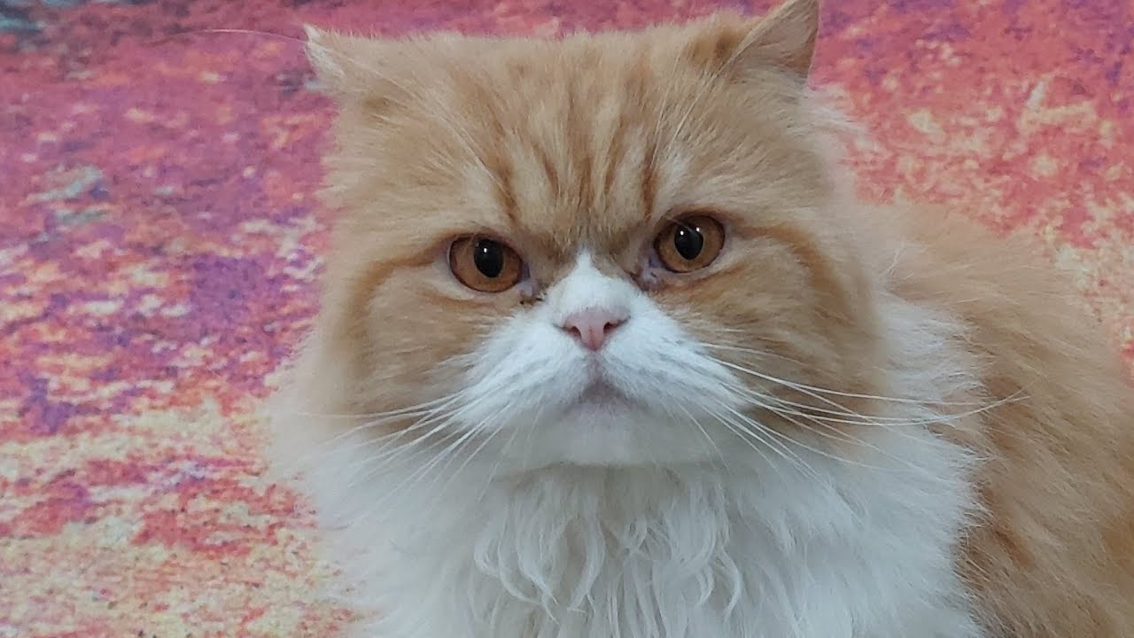 Cute cat funny pet video