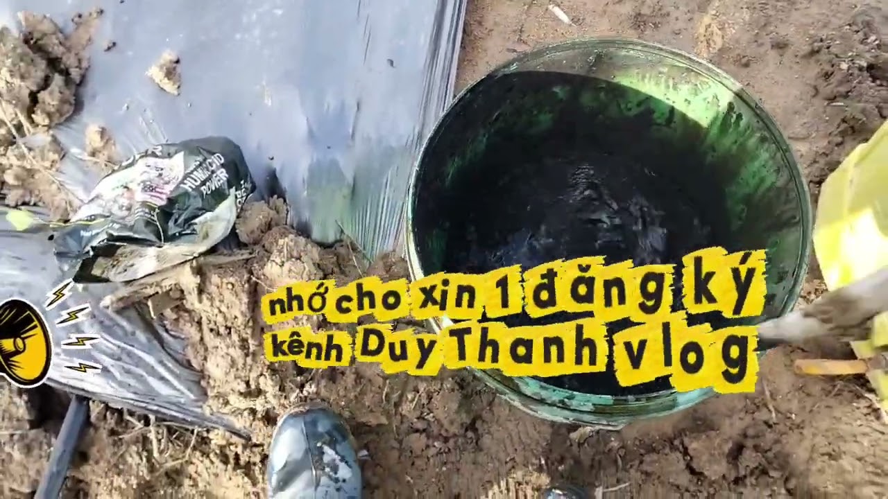 Chúc kĩ thuật tưới phân cho cây Ớt mới trồng khỏi cháy gốc 