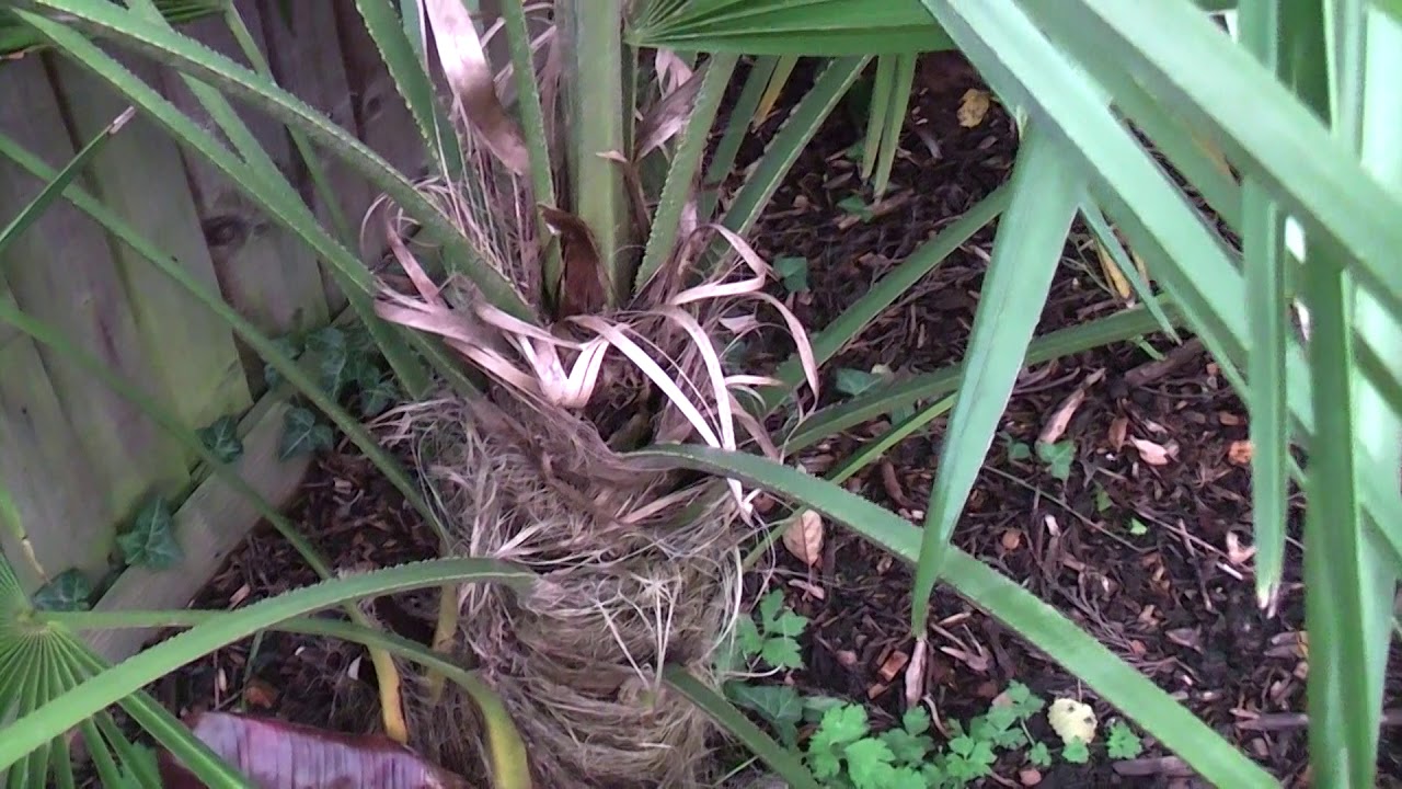 All Trachycarpus species A to Z 2019