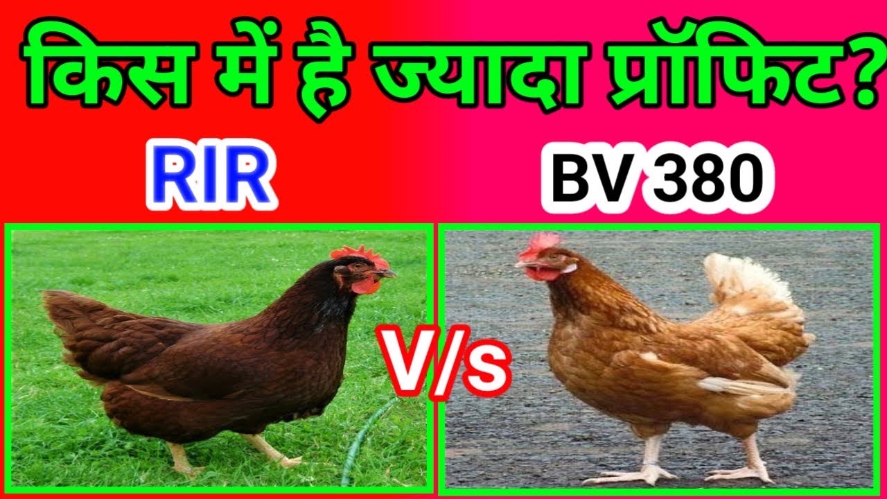 28 Rir murgi farm | BV 380 chicken | Rhode Island red chickens | RIR murgi | Poultry farming |