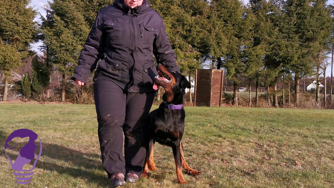 Rally Obedience Onlinekurs Problemschilder Teil 1 Trailer #rallyobedience #hundetraining