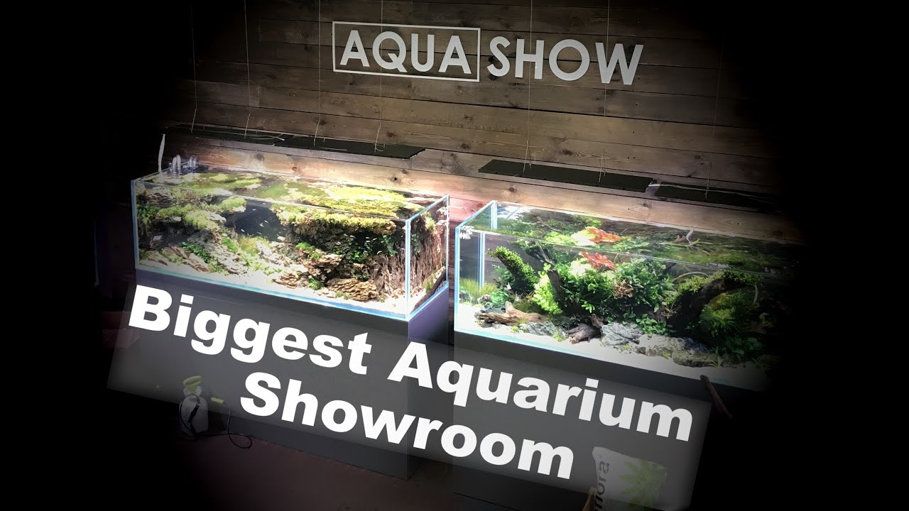 Aqua Show | The biggest aquarium showroom in Poland