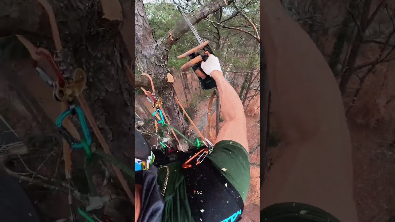 Trabajo de árboles 