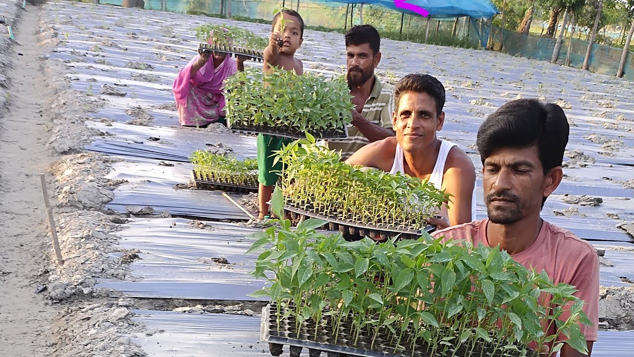 কত ইঞ্চি মালচিং  এ কত ইঞ্চি বেড লাগবে।