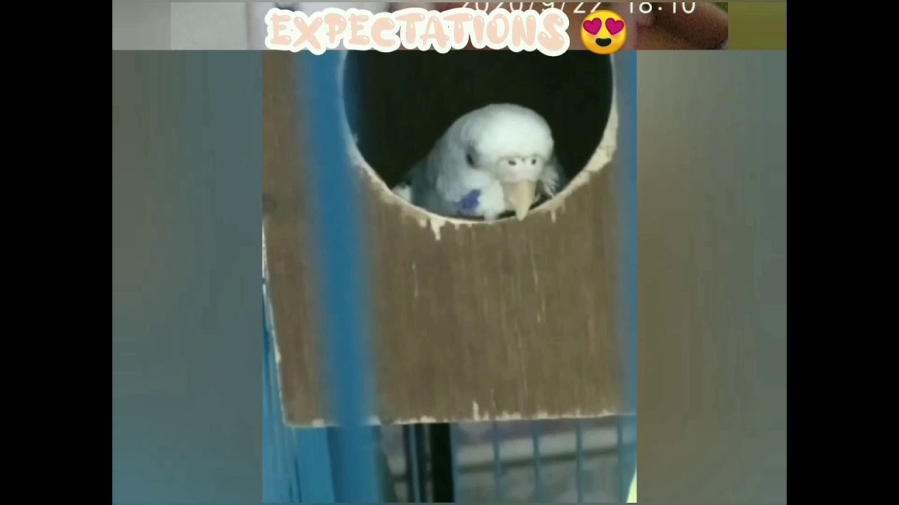 Owning a budgie🐥🐦.   Expectations 😍  V.S.   Reality 😅
