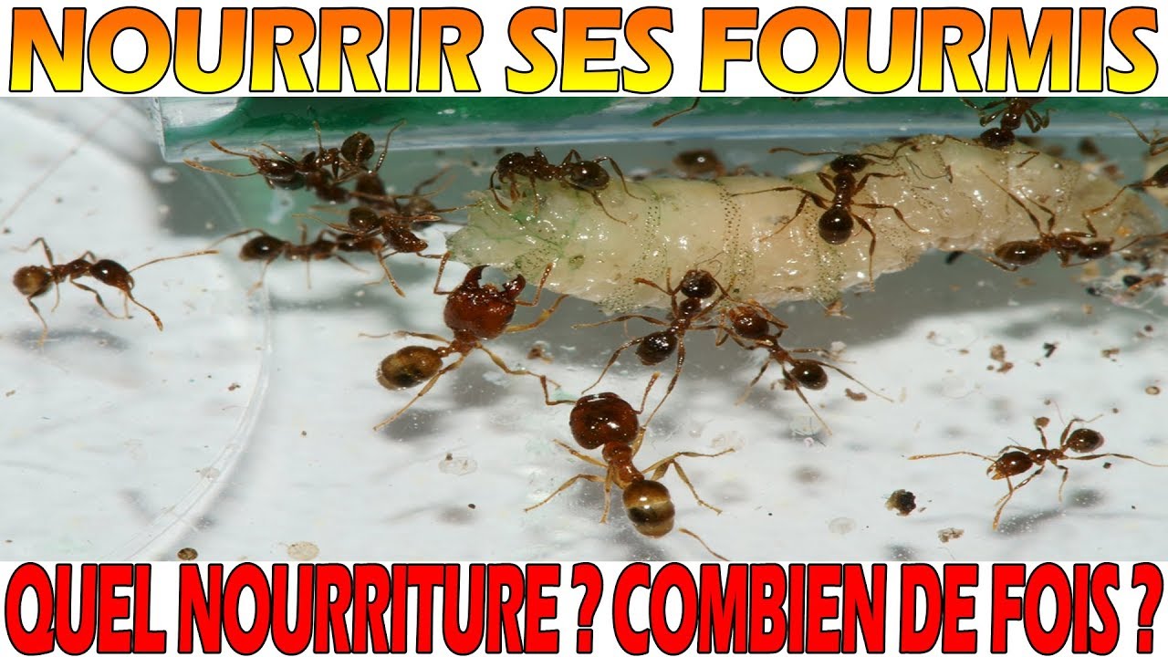 Comment nourrir ses fourmis - Quelle nourriture donner ? Combien de fois ?