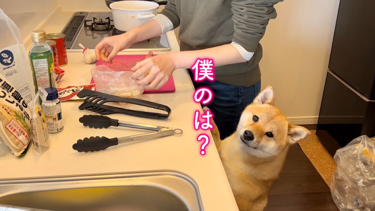 パパがご馳走を作ると聞いてキッチンを覗き込んでくる柴犬が可愛い