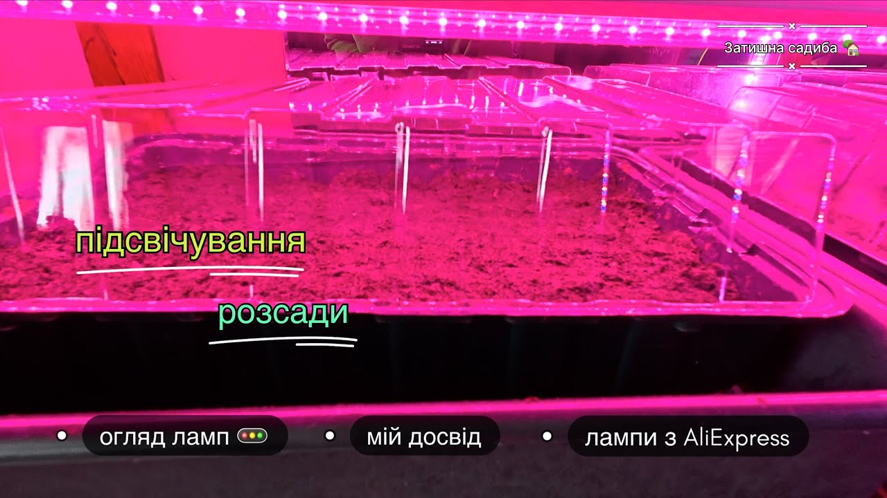 Фітолампи для розсади 🌱|  мій досвід використання фітоламп