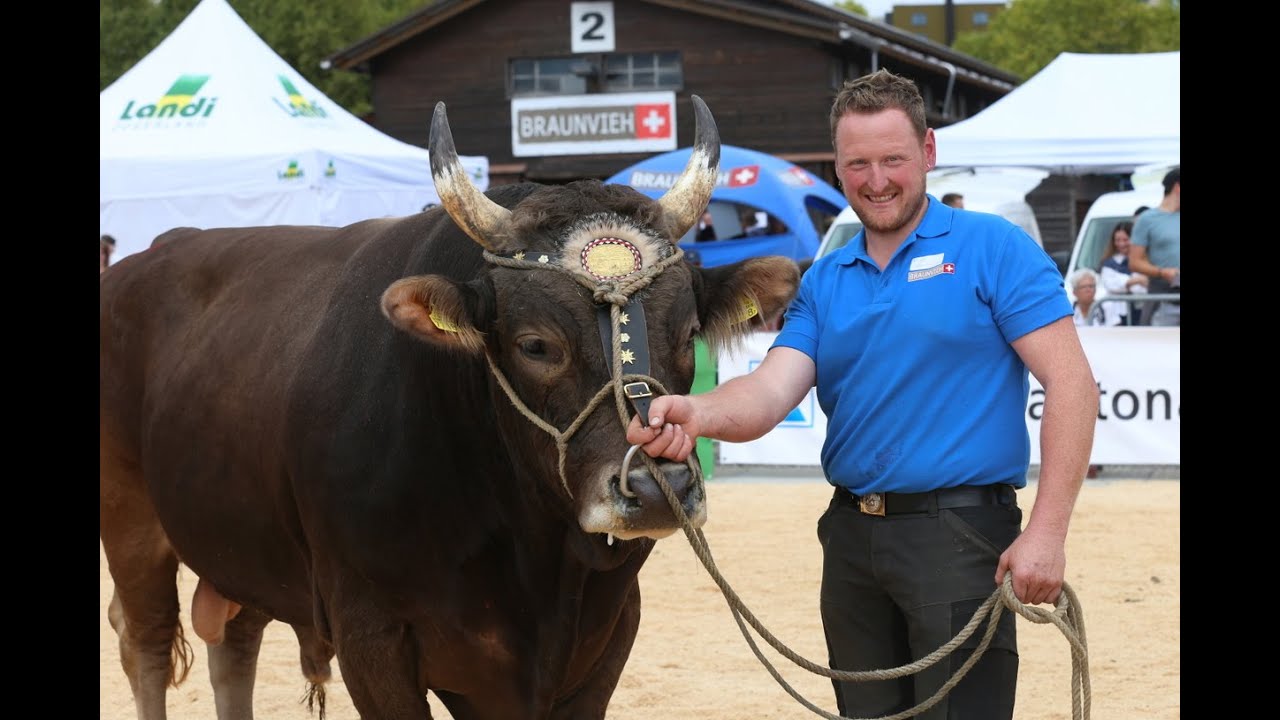 Zuger Stierenmarkt 2025  Winzer von Martin Schläpfer aus Speicher wurde der Senior Mister