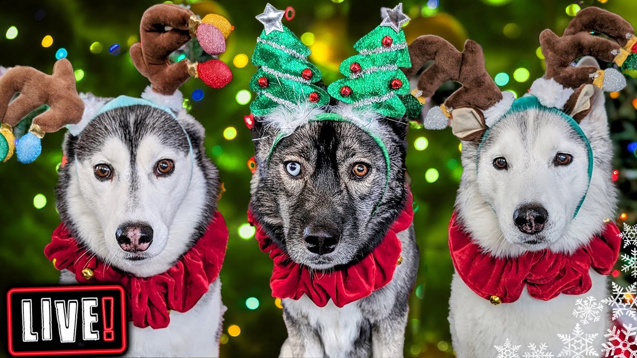 My Dogs Open Gifts LIVE! Over 500 Cards!  Annual Christmas Card Exchange