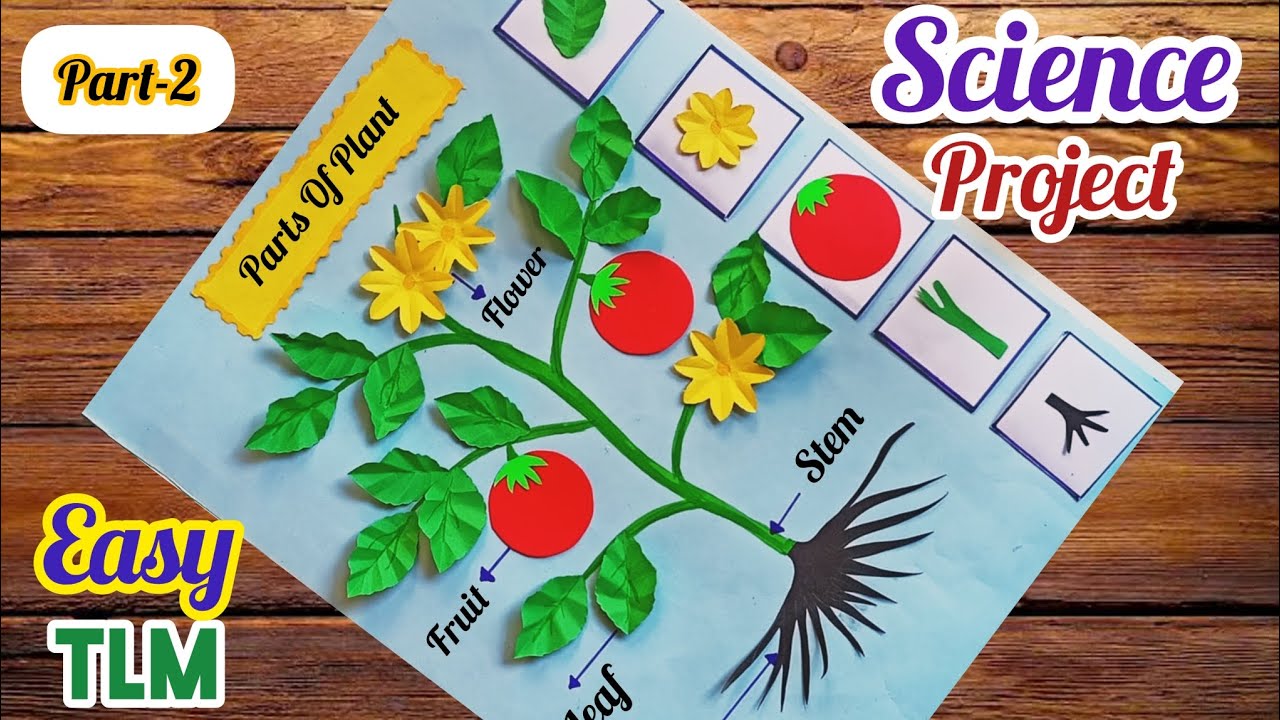 Parts Of Plant Science Project Easy/ Parts Of Plant Science TLM/ Science Chart/ Science Model Making