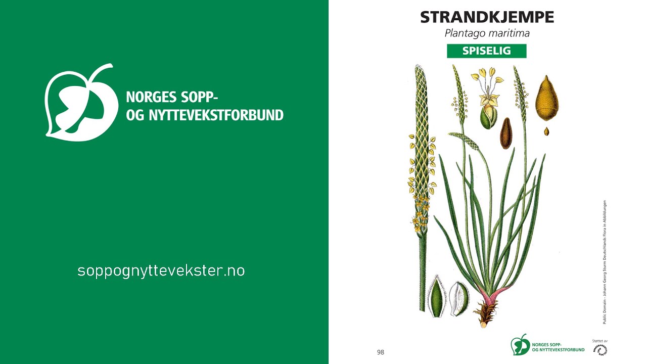 Strandkjempe - NSNF artskunnskap