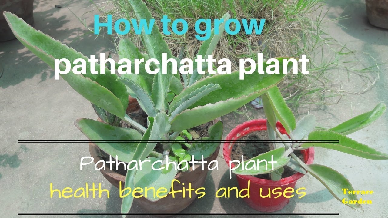 How to grow patharchatta plants ☘  // पथरचट्टा  का पौधा  नहीं है किसी वरदान से कम  (HINDI/URDU)