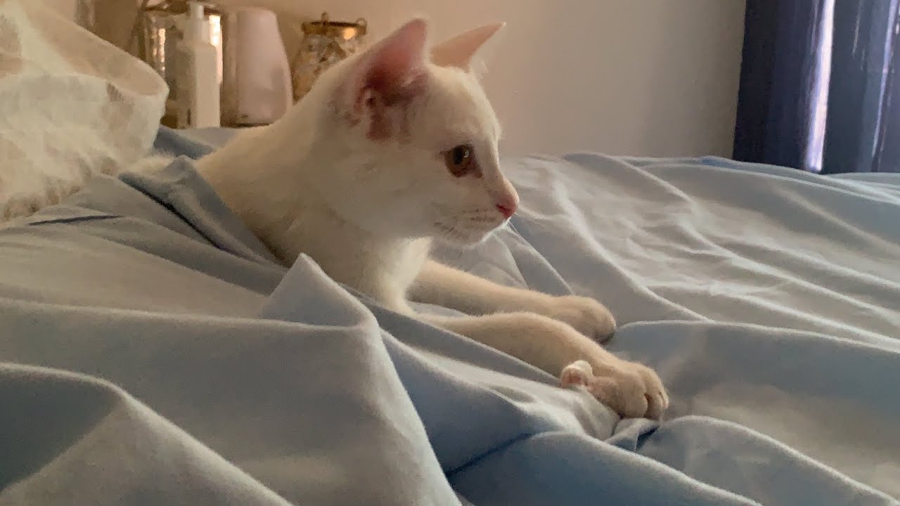 Kitten Makes The Bed