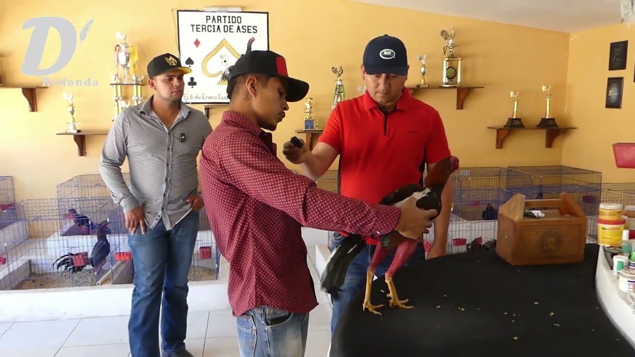 Erik Tarango Postura  - Gallera Tercia de Ases
