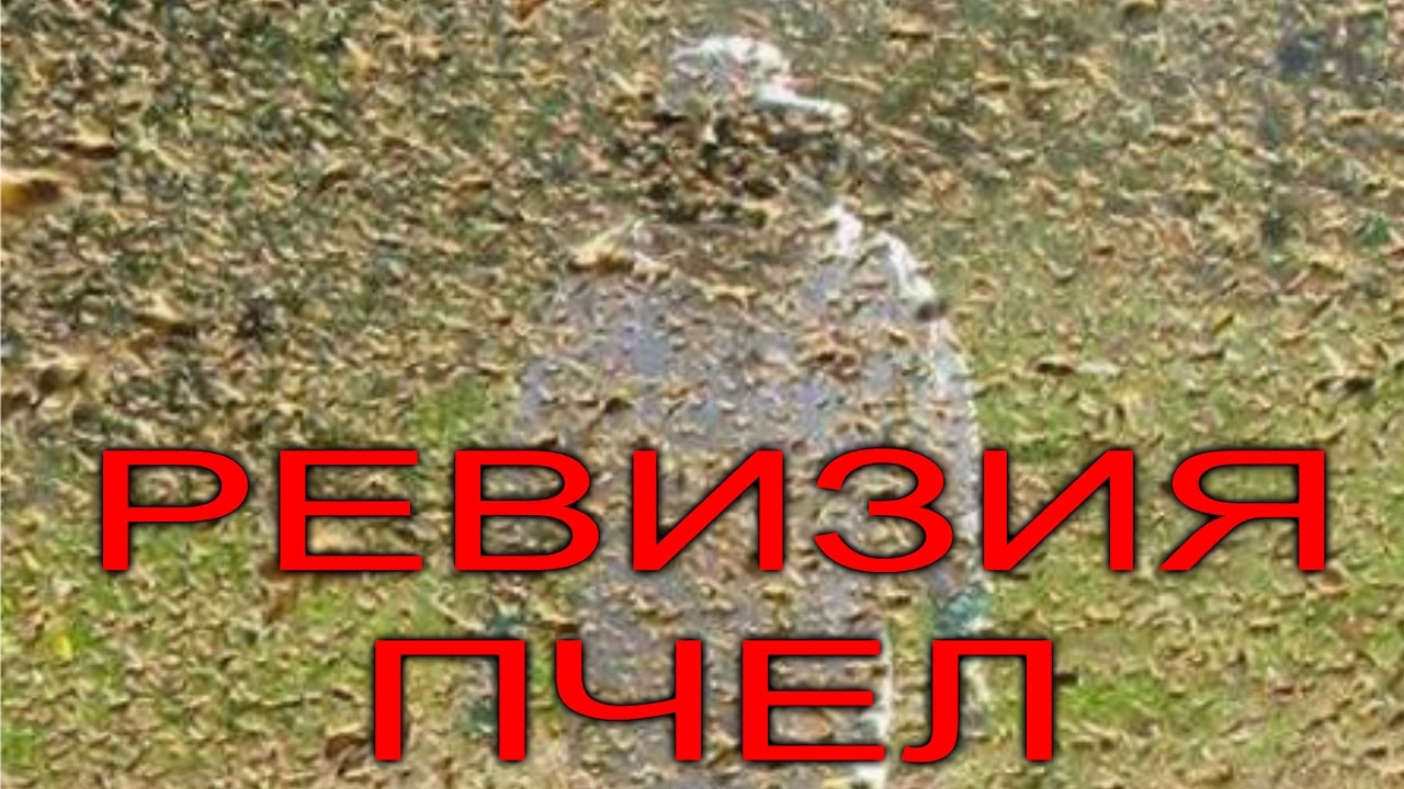 Весенняя ревизия пчел