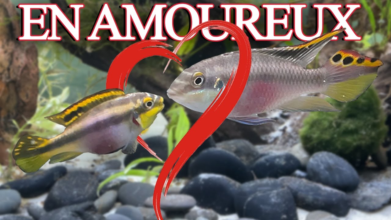 Je crée un nid d'amour pour mon couple de pelmatos ! (Juwel Rio 125L)