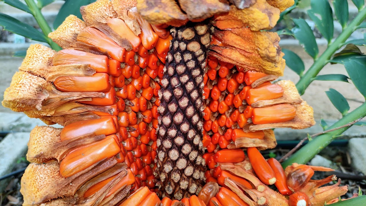 Toxic Breadfern Arils taste like Jalapeno Sauce (Encephalartos ferox)