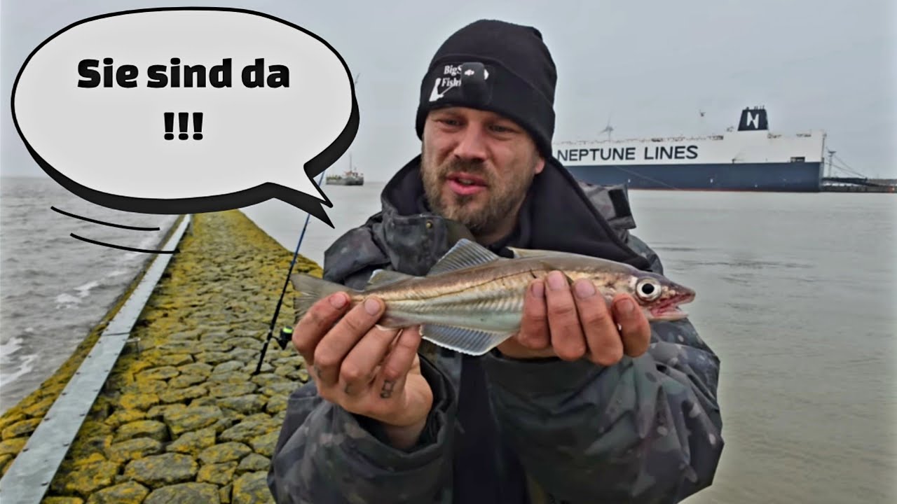 Ems Angeln auf Nordsee Raubfisch | Wittlinge exzellenter Speisefisch 