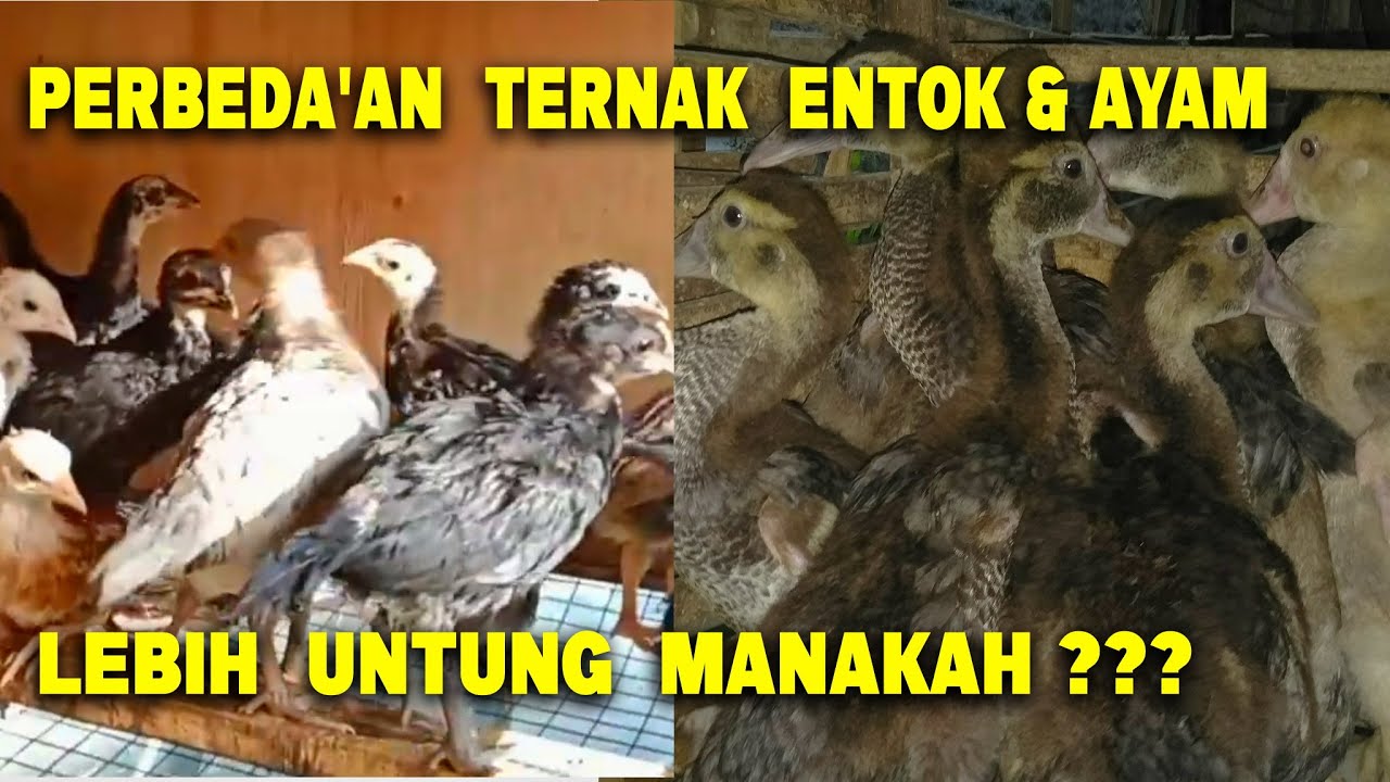 Lebih Untung Ternak Ayam Atau Entok??  inilah Perbeda'an ternak ayam dan entok