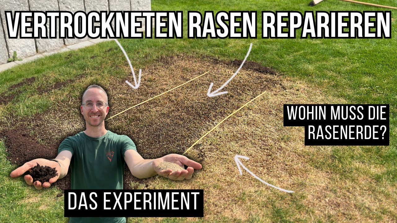 ✅ So reparierst du vertrocknete Rasenstellen richtig! Erst Erde oder erst Samen? 🤔