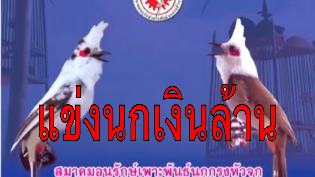 #สุดยอดเจ้าเสียงทอง นกเงินล้าน นกกรงหัวจุก  แข่งนก  ประชันเสียง