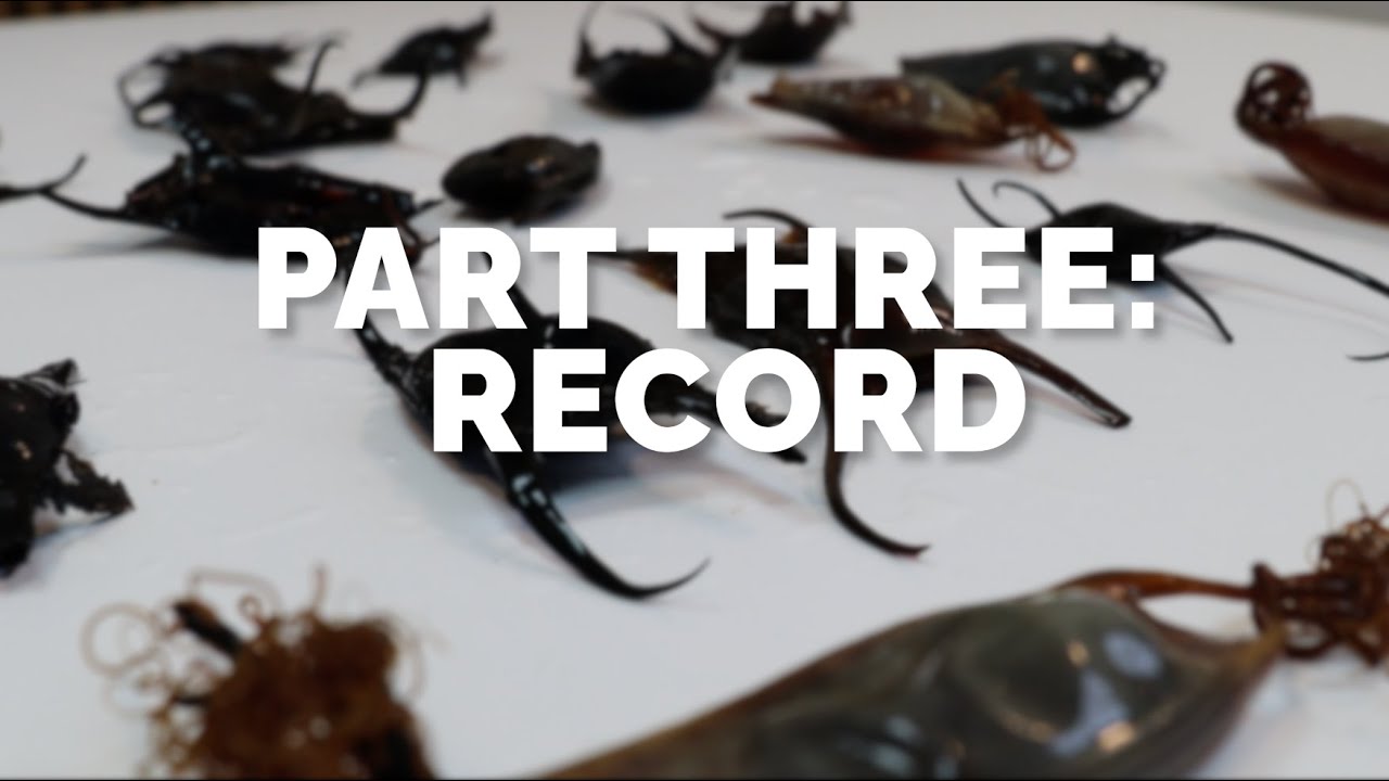Great Eggcase Hunt - Record