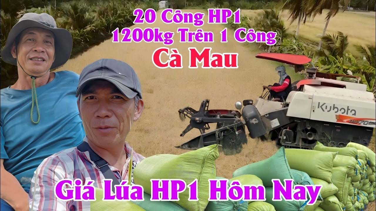 31/01 √  20 Công HP1 1200Kg Trên Một Công  √ Giá Lúa HP1 Hôm Nay Xả Đá Bạc Cà Mau 